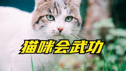 【热评】功夫猫党：入胜的FC游戏！