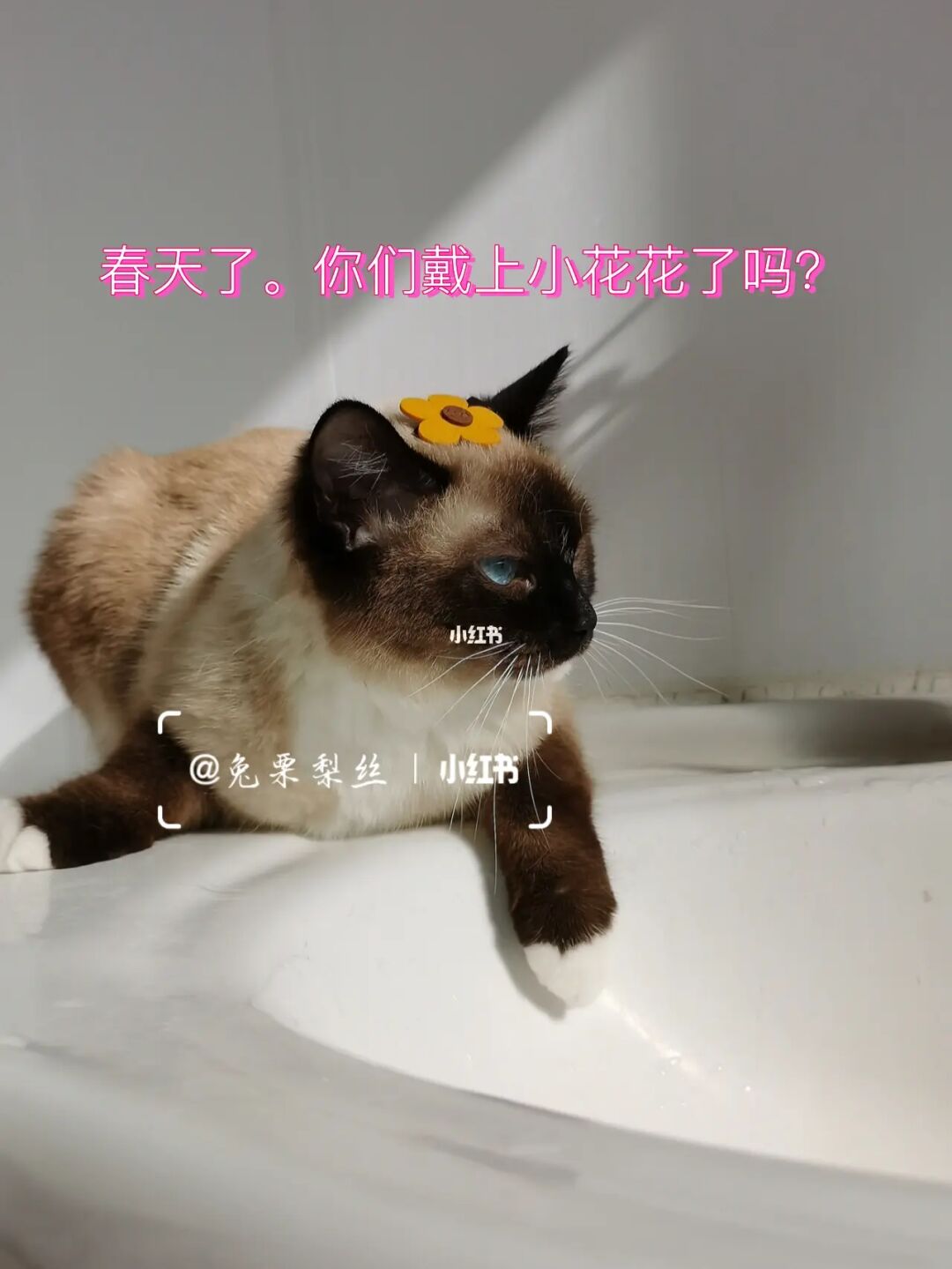 猫咪冒险：晴朗午后的精彩旅程！