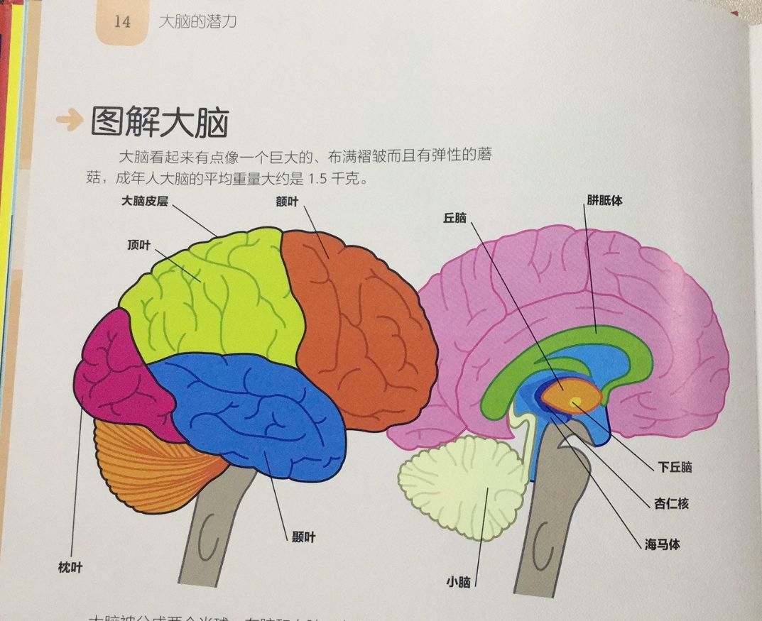 大脑游戏第一季_大脑学院游戏中文版_大脑学院游戏