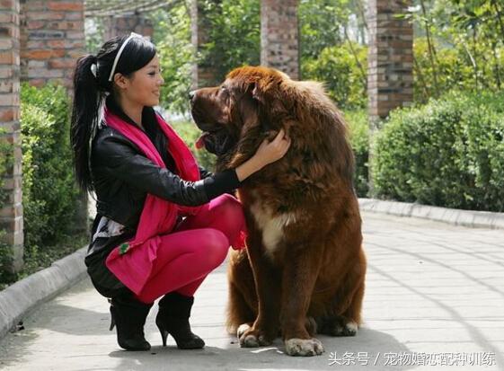 美女犬美女调教_美女犬调教文_美女犬调教文带着游戏无限