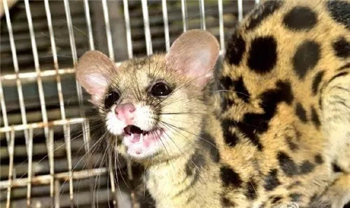 灵猫_灵猫_灵猫