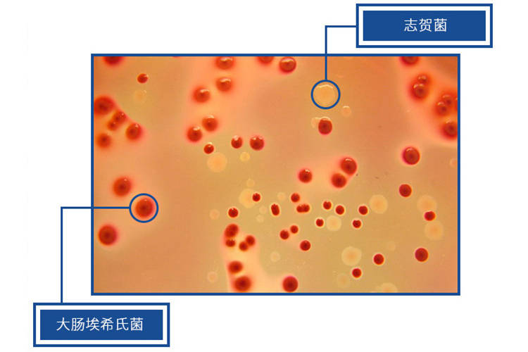 我的世界蘑菇怎么种_蘑菇种植能赚钱吗_菇菇栽培世界中文版