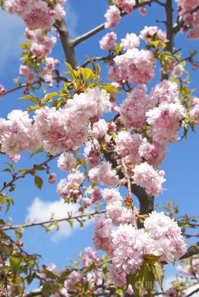 樱花任务_樱花任务_樱花任务