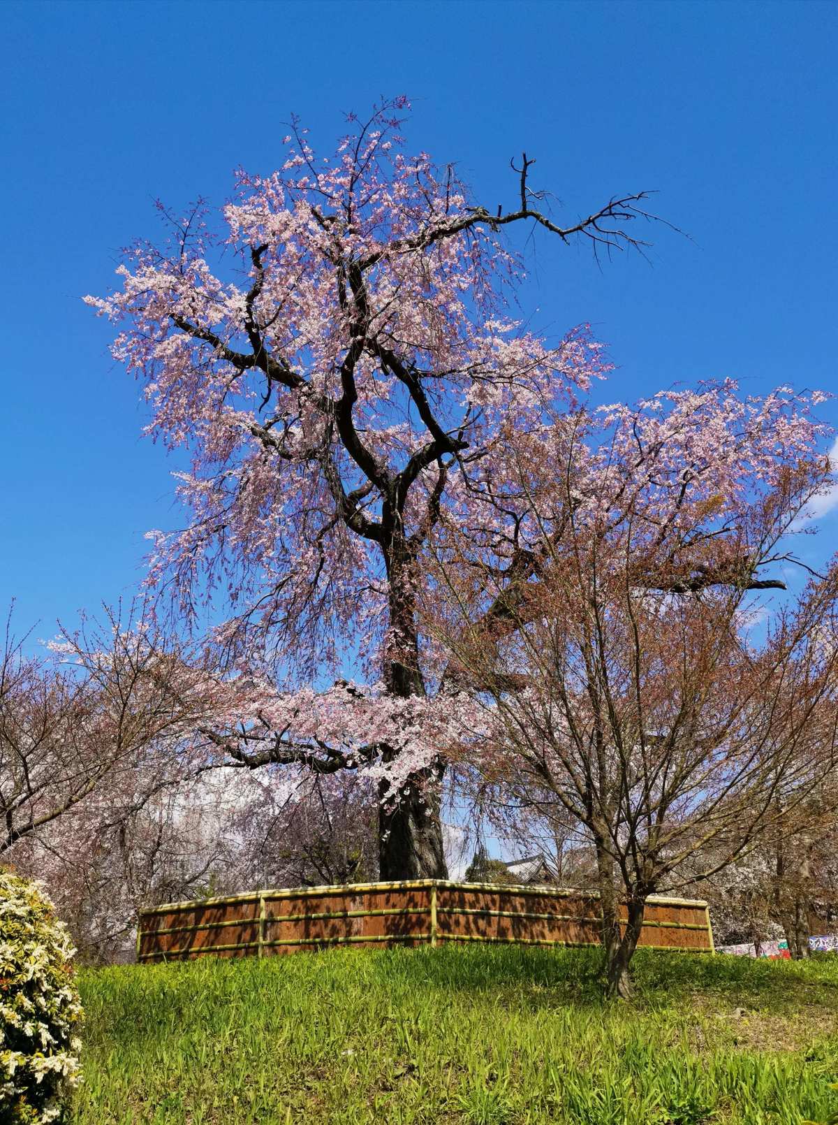 樱花任务_樱花任务_樱花任务