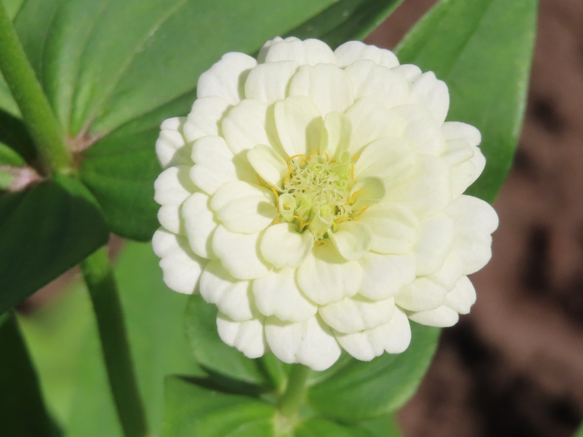 媟恋花蓸思义_白花恋诗_白花恋诗剧本