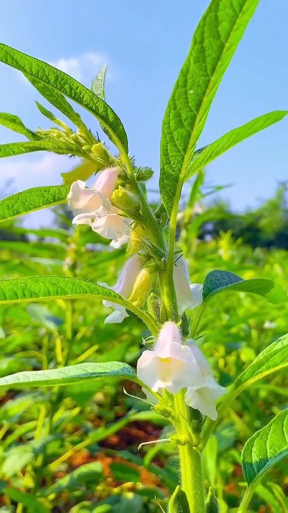 节节高升游戏攻略_节节高手机游戏_节节高游戏规则