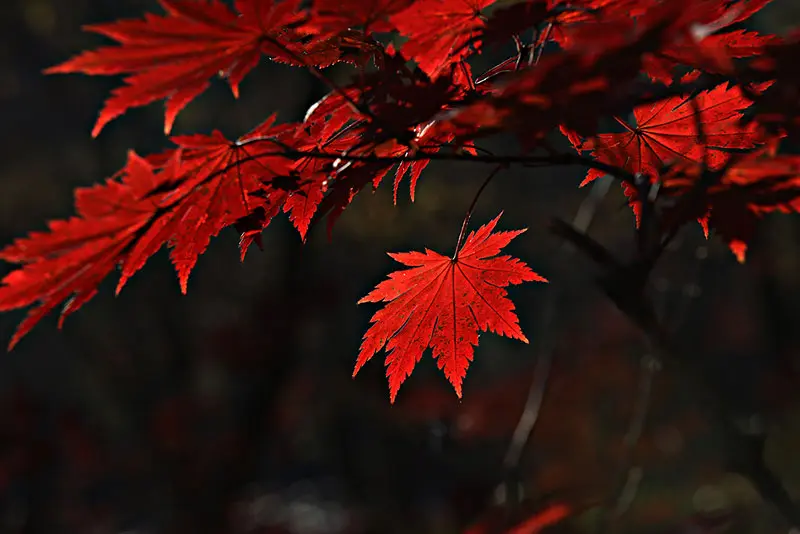 限定季节款包包_季节限定_限定季节歌词