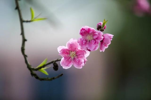 花开的张美丽_花开张美丽_花开张美丽是什么鬼