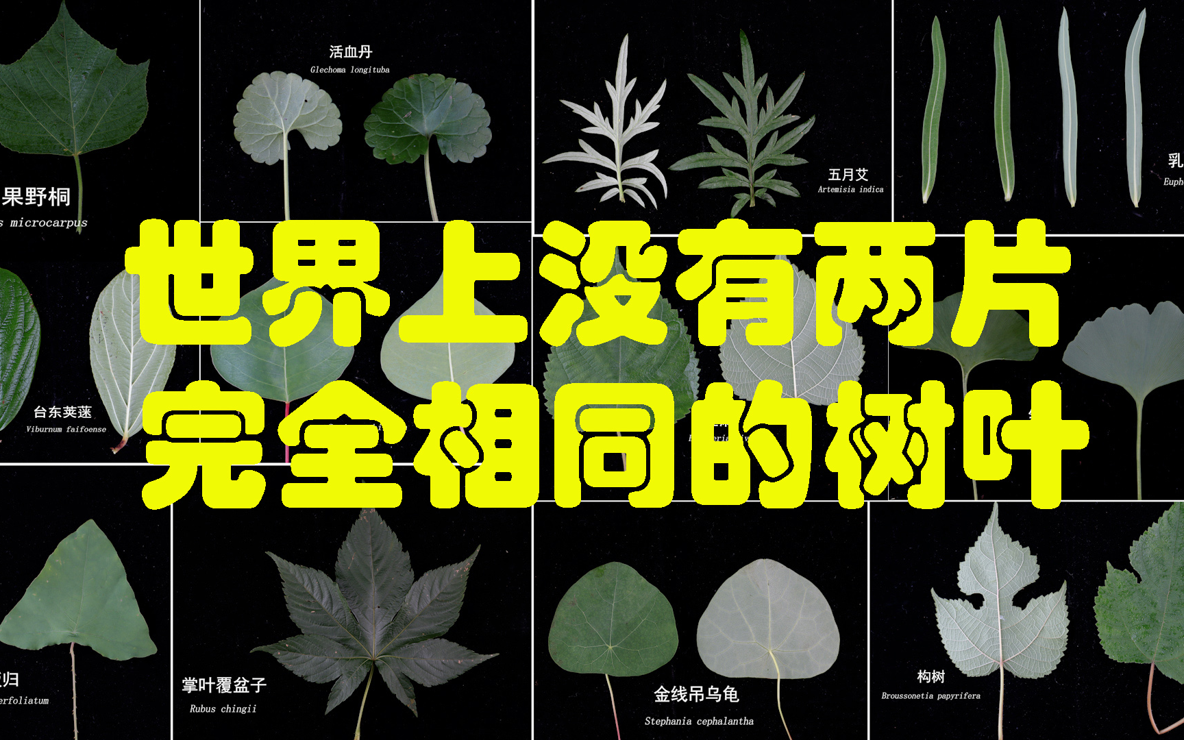 植物学家的中国女孩讲的什么_植物学家的中国女孩_植物学家的中国女孩超长版