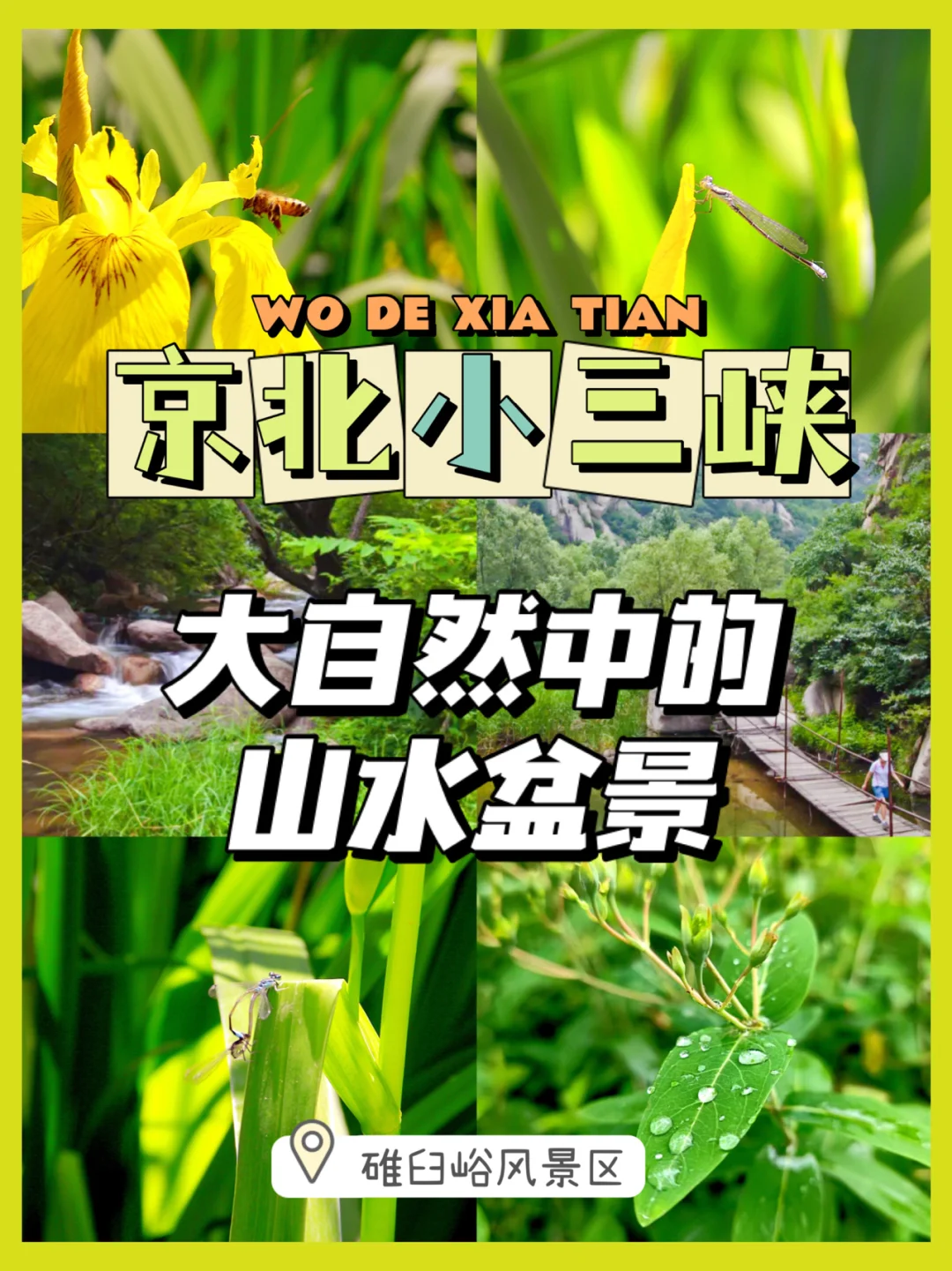 小拉达：小巧玲珑的大自然杰作，充满勇气与机智的冒险家