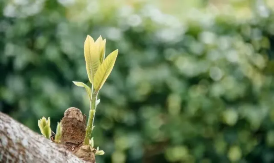 鸣子花春吸奶图片_在春分开的花有哪些_春分开什么花