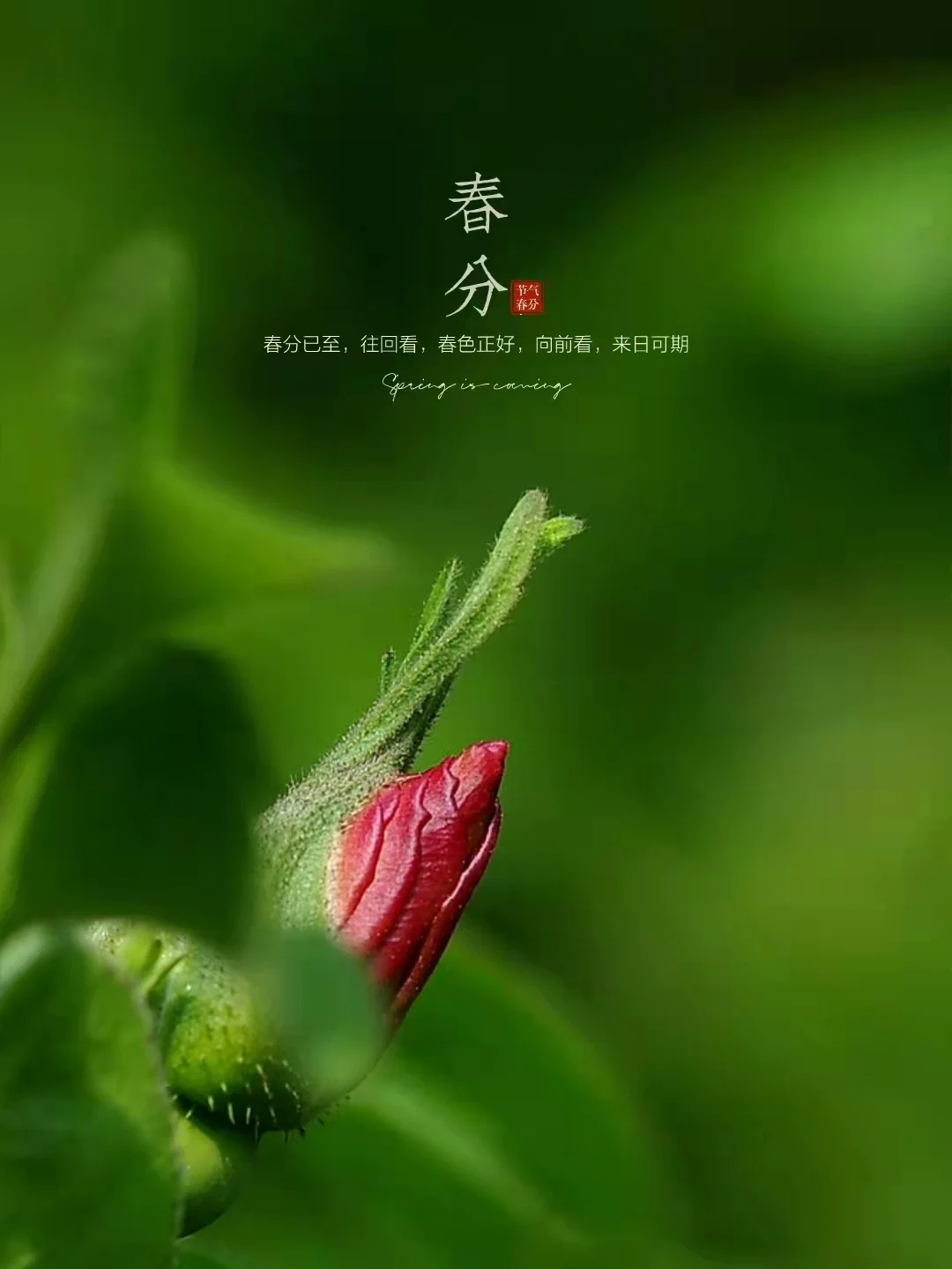 鸣子花春吸奶图片_春分开什么花_在春分开的花有哪些