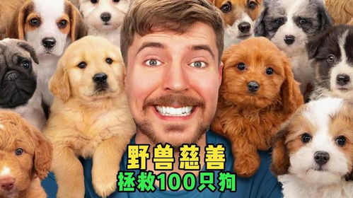 拯救狗狗 