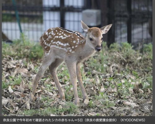 小鹿视频官方版下载安装 