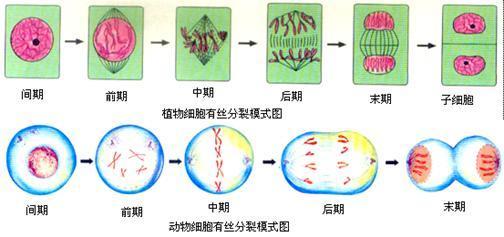 细胞分裂大作战 